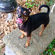 Cookie joined the competition — help win amazing prizes! black_and_tan_terrier, canidae, carlin_pinscher, carnivore, chihuahua, companion_dog, dog, dog_breed, german_pinscher, mammal, miniature_pinscher, pinscher, prazsky_krysarik, puppy, rottweiler, transylvanian_hound, vertebrate