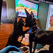 Titian joined the competition — help win amazing prizes! black_cat, black_dog, pet, indoor, bed, blanket, person, television, food_advertisement, furniture, playful, interaction, living_room, couch, cup, harness, collar, wooden_drawer, man, blur