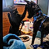 black_cat, black_dog, pet, indoor, blanket, bed, harness, playful, furniture, table, cup, toy, wooden_drawer, room, animal, interaction, cozy, blurred, raised_paws, domestic