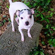 Bandit is registered to the contest to win money with this photo: canidae, carnivore, dog, dog_breed, fawn, feist, mammal, puppy, rare_breed_dog, tail, treeing_feist, vertebrate