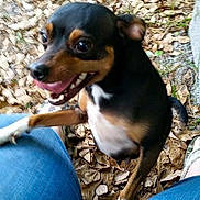 Cricket joined the competition — help win amazing prizes! brazilian_terrier, canidae, carnivore, companion_dog, dog, dog_breed, english_toy_terrier, feist, german_pinscher, mammal, miniature_fox_terrier, miniature_pinscher, pinscher, puppy, rat_terrier, snout, teddy_roosevelt_terrier, toy_dog, toy_fox_terrier, vertebrate