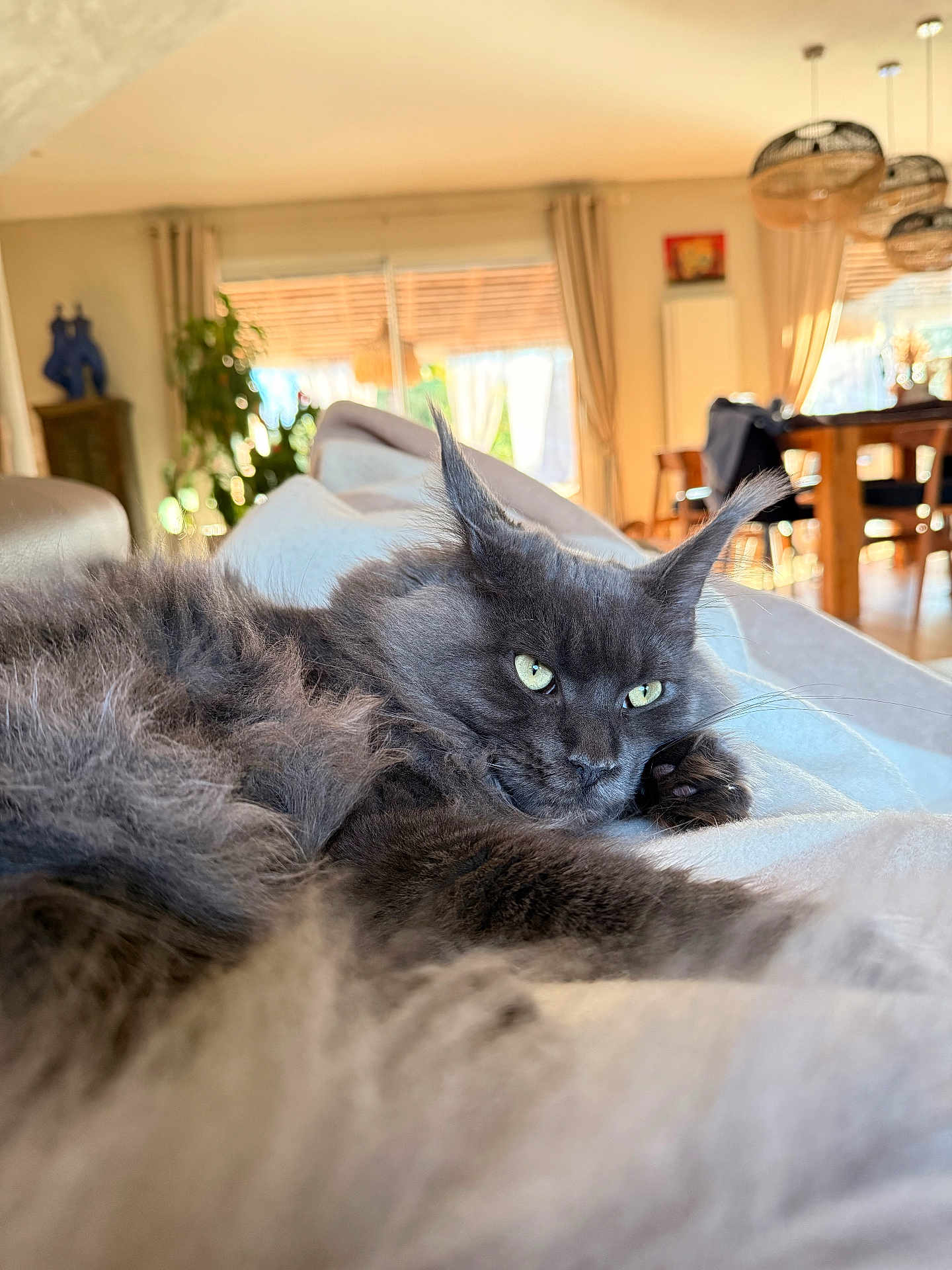 Catherine Auger a rejoint le concours — aidez-le/la à gagner de superbes lots ! cat, fluffy_cat, gray_cat, indoor, living_room, blanket, furniture, window, curtains, sunlight, relaxed, pet, animal, closeup, portrait, green_eyes, whiskers, soft_texture, cozy, home