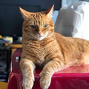 Bijou participe au concours pour gagner de l'argent avec cette photo : cat, orange_tabby, feline, pet, animal, indoor, relaxed, lying_down, whiskers, fur, ears, paws, closeup, portrait, domestic_cat, table, red_surface, green_eyes, home, mammal