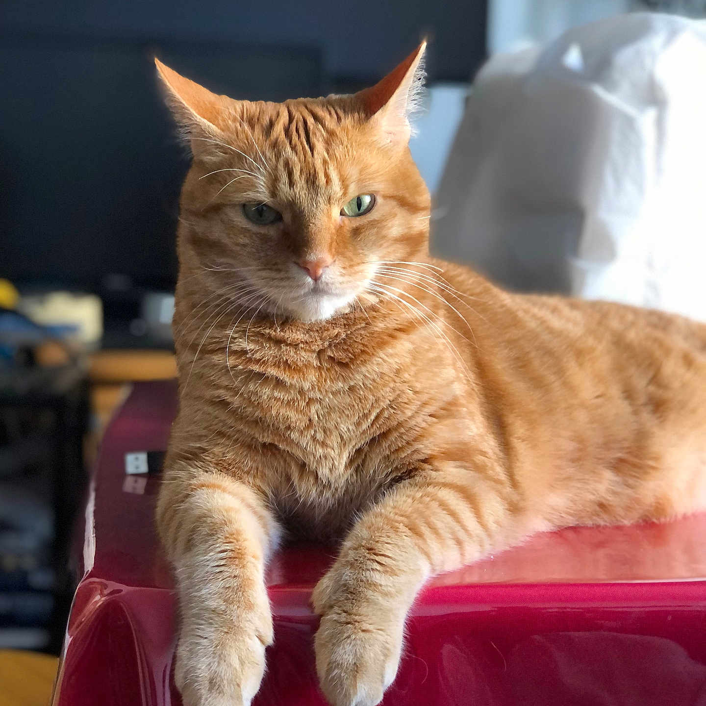 Bijou participe au concours pour gagner de l'argent avec cette photo : animal, cat, closeup, domestic_cat, ears, feline, fur, green_eyes, home, indoor, lying_down, mammal, orange_tabby, paws, pet, portrait, red_surface, relaxed, table, whiskers