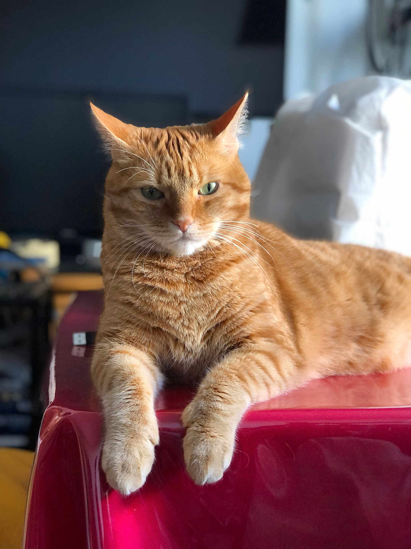 Bijou participe au concours pour gagner de l'argent avec cette photo : cat, orange_tabby, feline, pet, animal, indoor, relaxed, lying_down, whiskers, fur, ears, paws, closeup, portrait, domestic_cat, table, red_surface, green_eyes, home, mammal