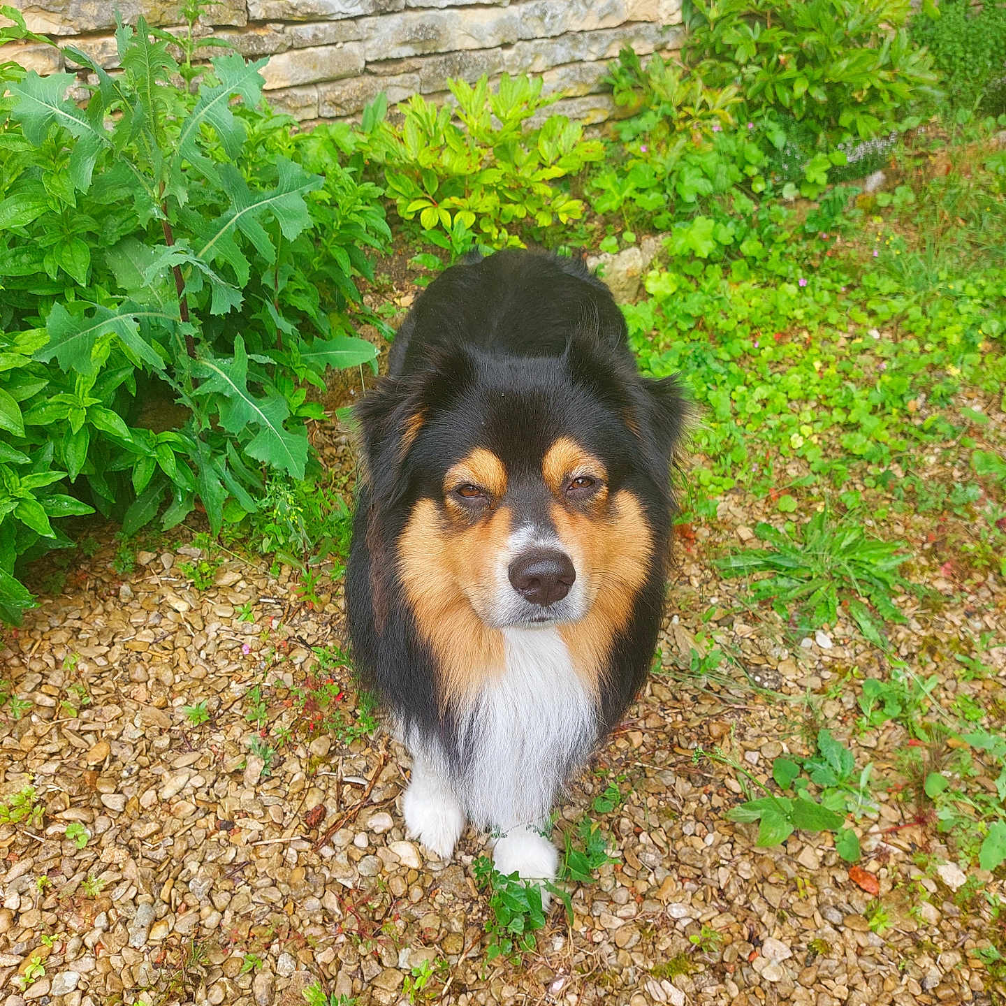 Blou a rejoint le concours — aidez-le/la à gagner de superbes lots ! animal, architecture, building, canine, dog, grass, green, herbal, herbs, leaf, path, pet, plant, puppy, rock, slate, soil, vegetation, walkway, wall
