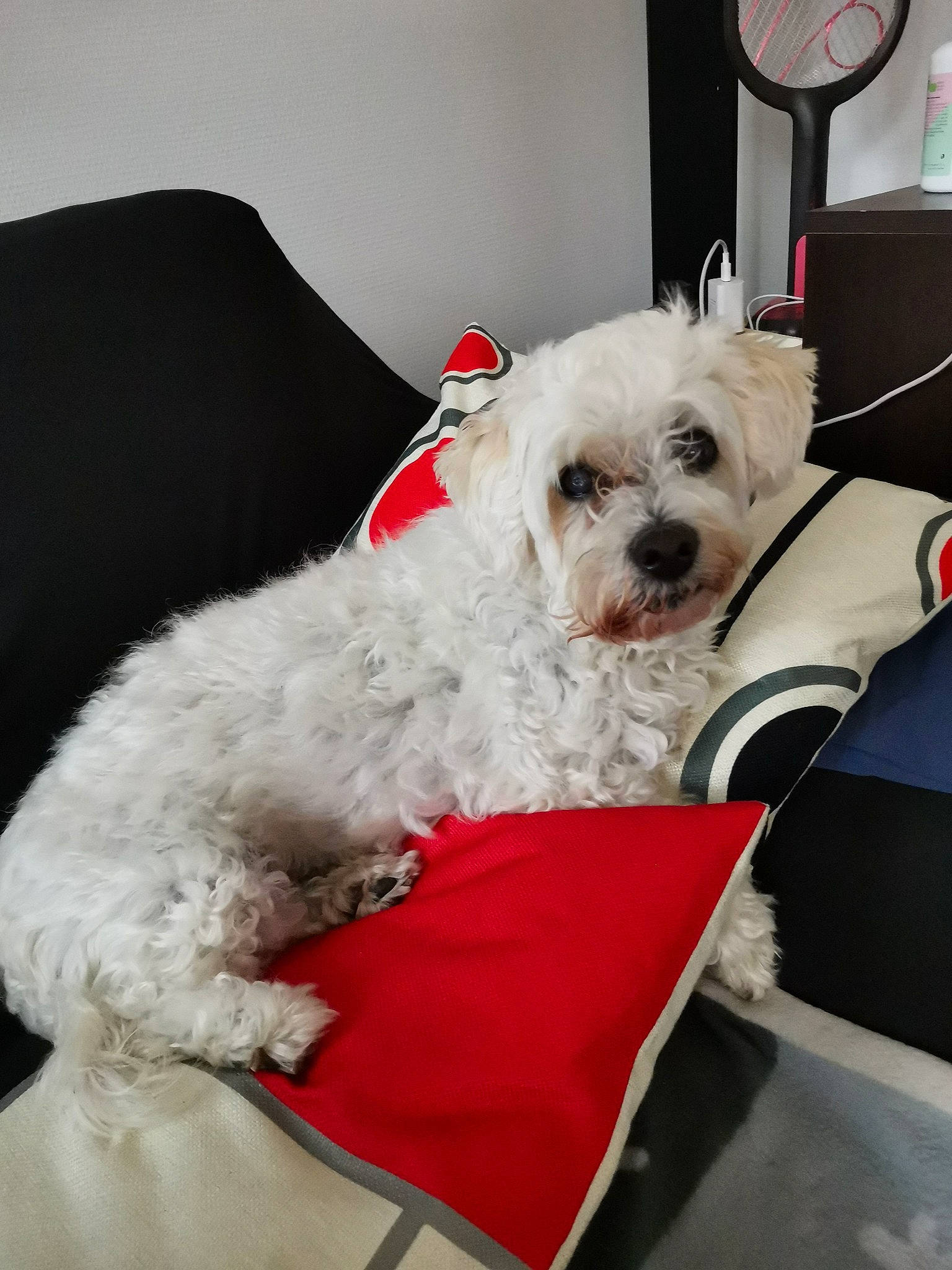 Dalton a rejoint le concours — aidez-le/la à gagner de superbes lots ! canidae, carnivore, chair, collar, comfort, companion_dog, dog, dog_breed, dog_clothes, dog_collar, dog_supply, linens, mechanical_fan, pet_supply, small_terrier, snout, sporting_group, terrier, toy_dog, working_animal