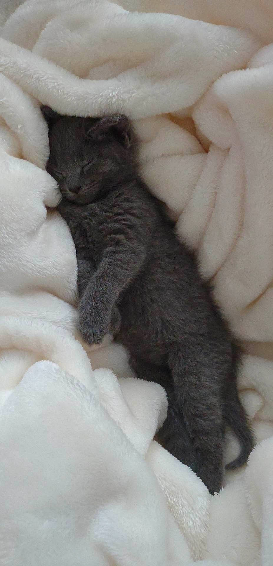 Chai joined the competition — help win amazing prizes! black_cat, carnivore, cat, cat_bed, claw, comfort, domestic_short_haired_cat, fawn, felidae, fur, gesture, grey, linens, nap, paw, sleep, small_to_medium_sized_cats, tail, terrestrial_animal, whiskers