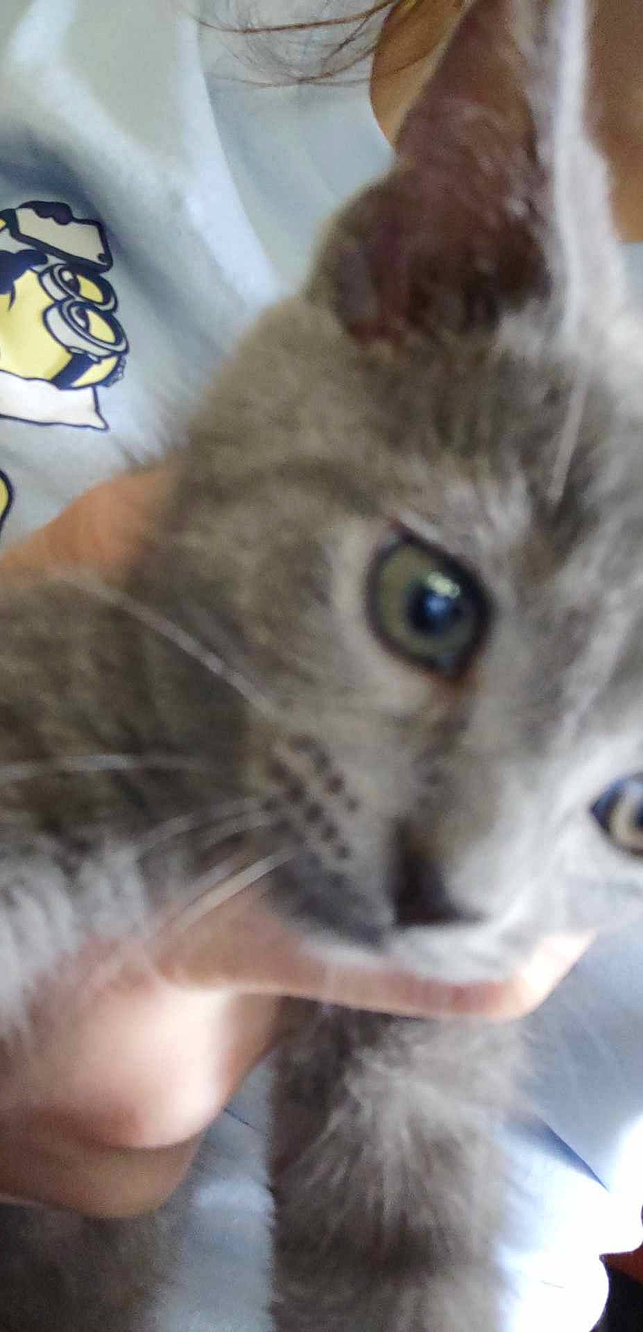 Chai joined the competition — help win amazing prizes! carnivore, cat, claw, domestic_short_haired_cat, ear, event, felidae, fur, gesture, paw, photo_caption, small_to_medium_sized_cats, snout, terrestrial_animal, whiskers