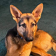 Nicky is registered to the contest to win money with this photo: dog, german_shepherd, puppy, pet, animal, fur, ears, carpet, indoor, portrait, canine, young, cute, alert, laying_down, brown, black, face, snout, collar