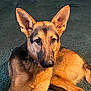 dog, german_shepherd, puppy, pet, animal, fur, ears, carpet, indoor, portrait, canine, young, cute, alert, laying_down, brown, black, face, snout, collar