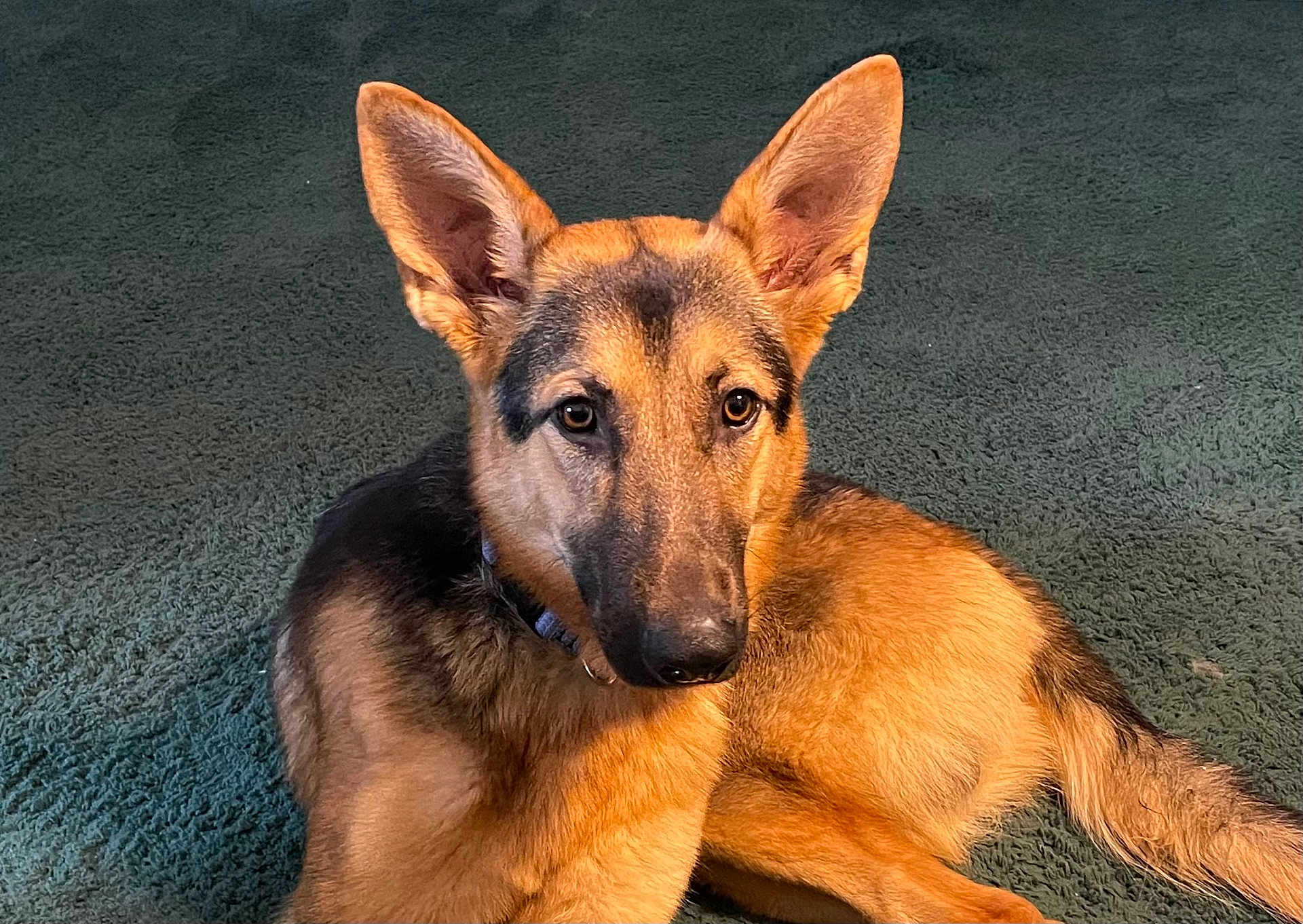 Nicky is registered to the contest to win money with this photo: dog, german_shepherd, puppy, pet, animal, fur, ears, carpet, indoor, portrait, canine, young, cute, alert, laying_down, brown, black, face, snout, collar