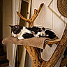 Lucien participe au concours pour gagner de l'argent avec cette photo : animal, black_and_white, blanket, cat, cat_tree, comfort, cozy, decor, feline, furniture, home, indoor, mirror, peaceful, pet, quiet, relaxation, resting, sleeping, wood