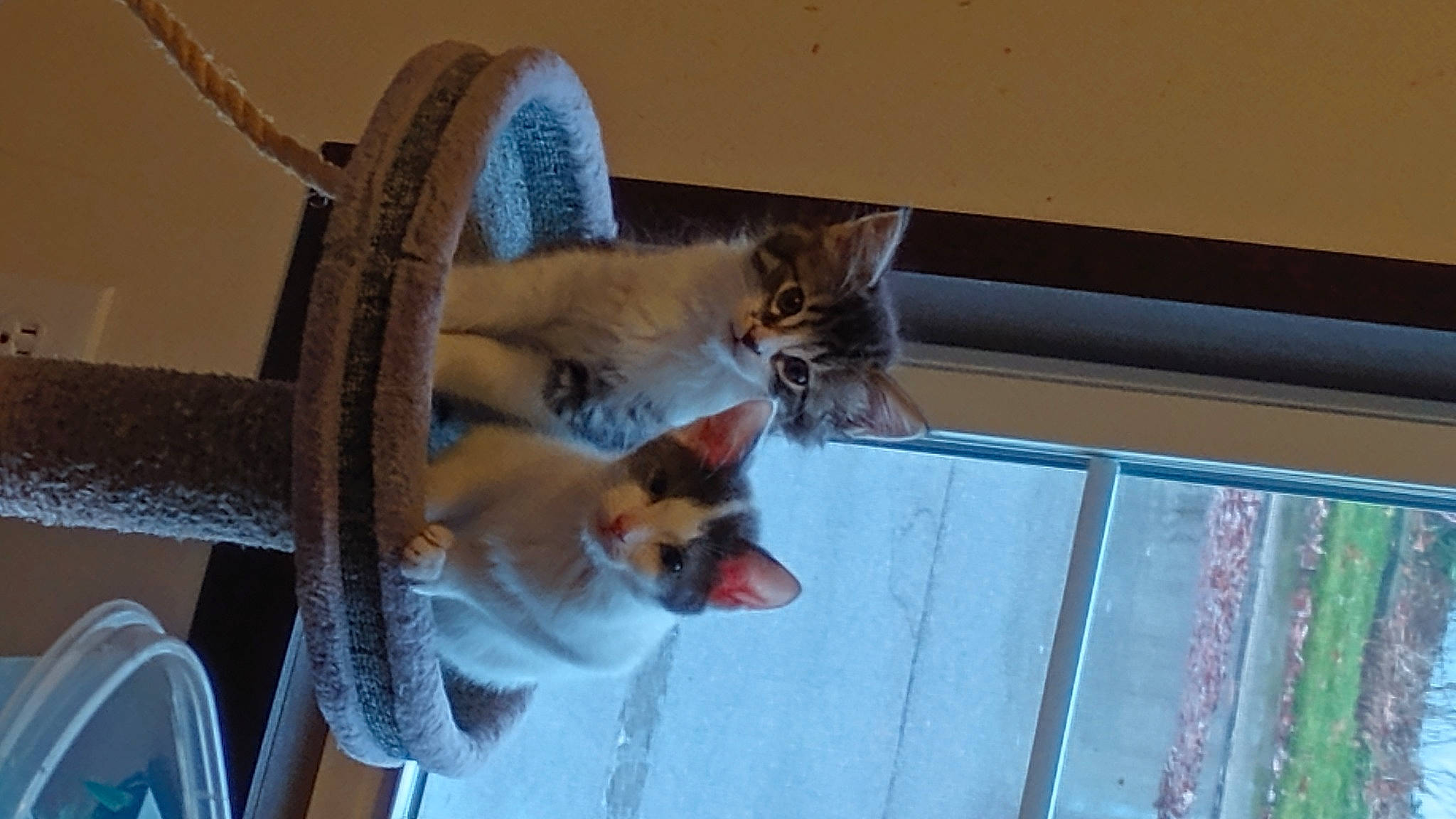 Ivory is registered to the contest to win money with this photo: animal_shelter, carnivore, cat, cat_supply, chair, claw, comfort, domestic_short_haired_cat, fawn, felidae, fur, metal, pet_supply, small_to_medium_sized_cats, snow, tail, whiskers, window, winter, wood