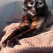 Pago participe au concours pour gagner de l'argent avec cette photo : cat, black_cat, pet, animal, feline, indoor, sunlight, blanket, relaxation, resting, fur, whiskers, green_eyes, closeup, portrait, cozy, soft_texture, warm_light, stretching, home