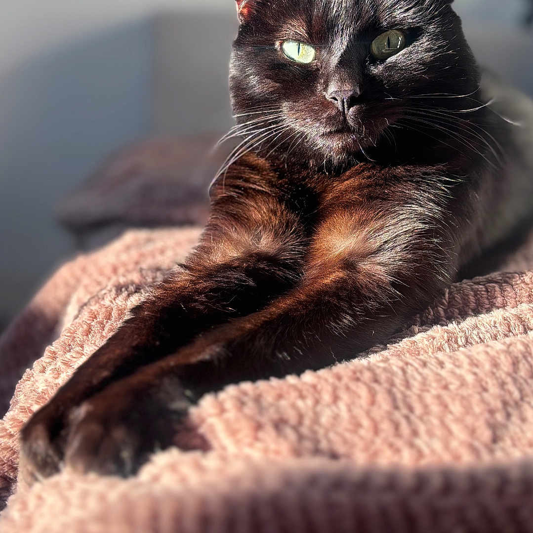 Pago participe au concours pour gagner de l'argent avec cette photo : cat, black_cat, pet, animal, feline, indoor, sunlight, blanket, relaxation, resting, fur, whiskers, green_eyes, closeup, portrait, cozy, soft_texture, warm_light, stretching, home