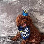 Cash is registered to the contest to win money with this photo: animal, bandana, birthday, blue_crown, brown_dog, celebration, couch, curly_fur, cute, dog, gray_couch, happy, indoor, pet, plush, portrait, sitting, small_dog, tongue_out, treat