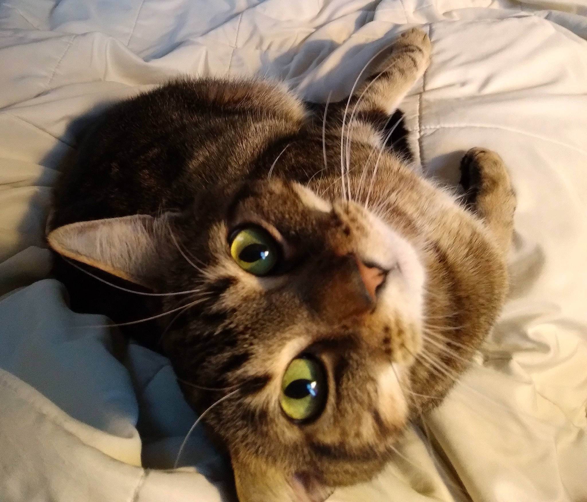 Atticus joined the competition — help win amazing prizes! carnivore, cat, claw, cloud, comfort, domestic_short_haired_cat, felidae, fur, paw, plant, small_to_medium_sized_cats, whiskers