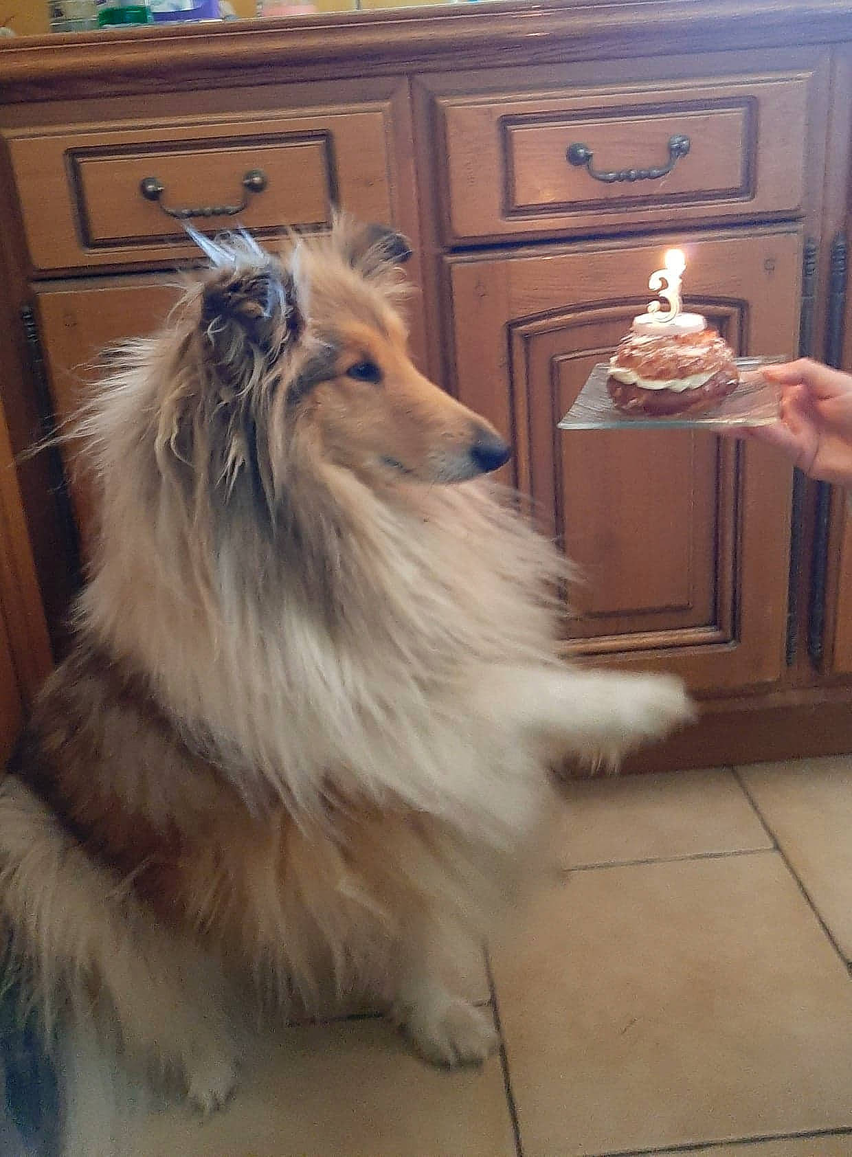 Nikkie a rejoint le concours — aidez-le/la à gagner de superbes lots ! cabinetry, carnivore, chest, chest_of_drawers, companion_dog, cupboard, dog, dog_breed, drawer, dresser, event, flooring, fur, giant_dog_breed, hardwood, rough_collie, snout, wood, wood_stain, working_animal