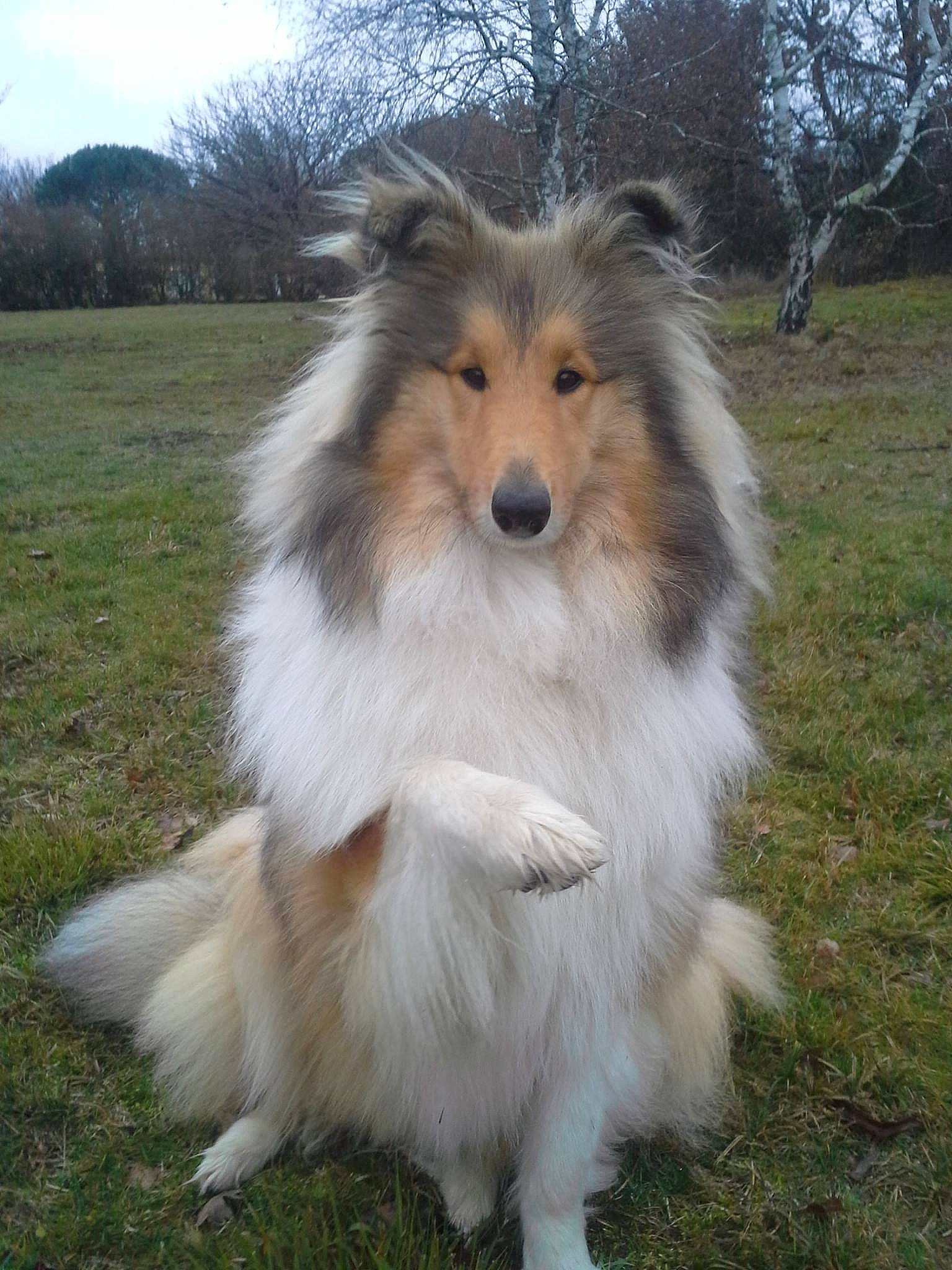 Nikkie a rejoint le concours — aidez-le/la à gagner de superbes lots ! ancient_dog_breeds, canidae, carnivore, cloud, collie, companion_dog, dog, dog_breed, fur, grass, herding_dog, rough_collie, scotch_collie, shetland_sheepdog, sky, sporting_group, tree, working_animal, working_dog