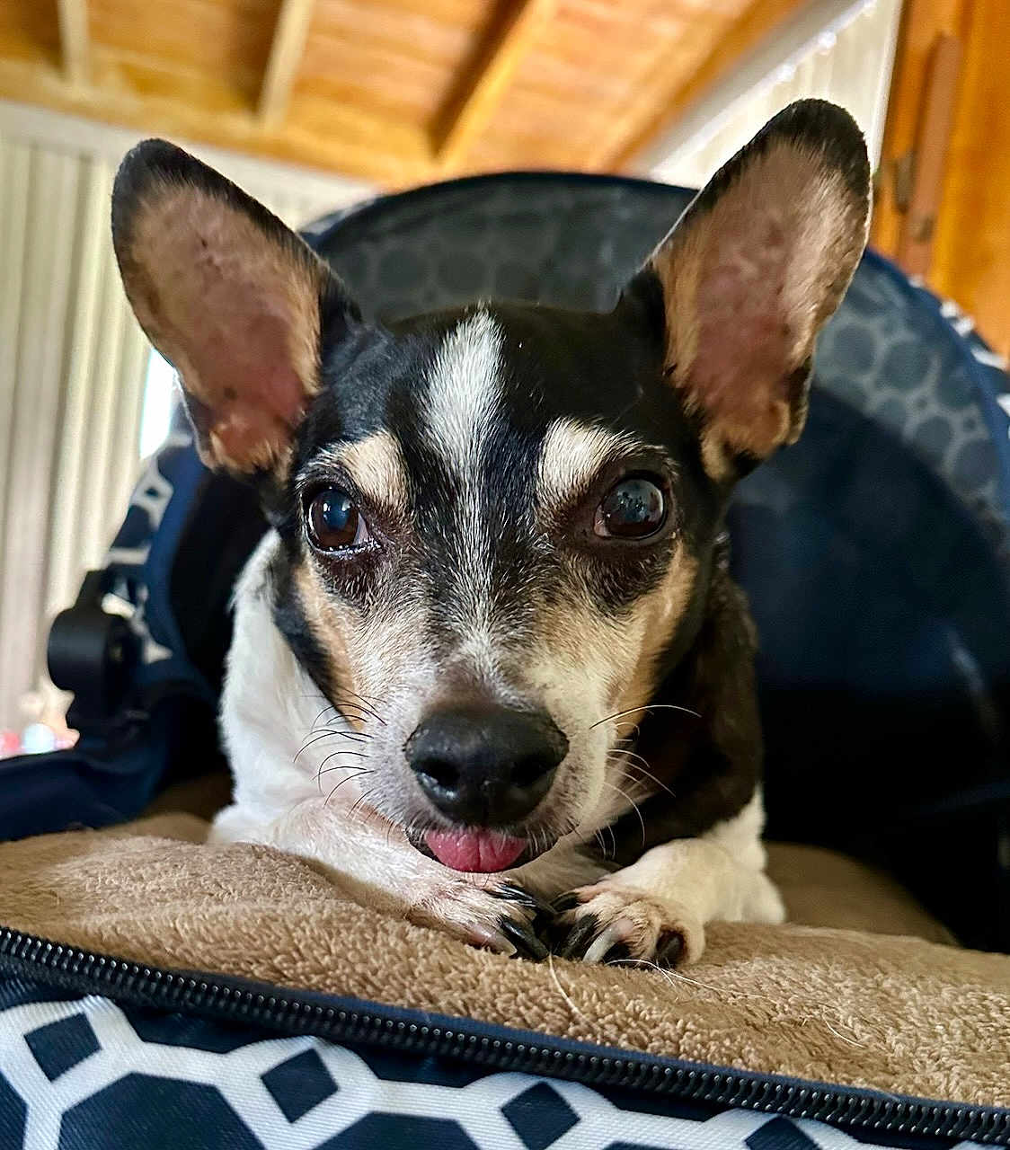 Frankie