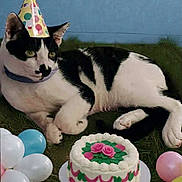 Oreo is registered to the contest to win money with this photo: cat, party_hat, birthday_cake, balloons, grass, black_and_white, pet, celebration, outdoor, animal, festive, pink, white, green, yellow, blue, relaxing, cute, whiskers, ears