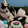 cat, party_hat, birthday_cake, balloons, grass, black_and_white, pet, celebration, outdoor, animal, festive, pink, white, green, yellow, blue, relaxing, cute, whiskers, ears