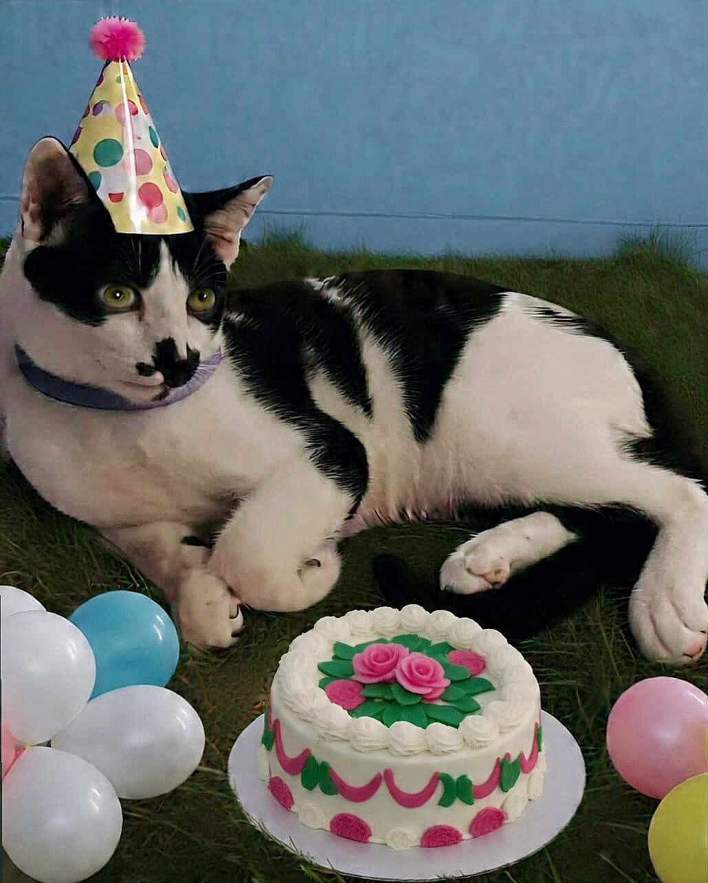 Oreo is registered to the contest to win money with this photo: cat, party_hat, birthday_cake, balloons, grass, black_and_white, pet, celebration, outdoor, animal, festive, pink, white, green, yellow, blue, relaxing, cute, whiskers, ears