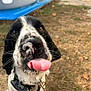 Scoub participe au concours pour gagner de l'argent avec cette photo : dog, tongue, close_up, black_and_white, outdoor, grass, pet, playful, animal, nose, collar, ears, cute, canine, fur, summer, expression, tongue_out, nature, domestic_animal
