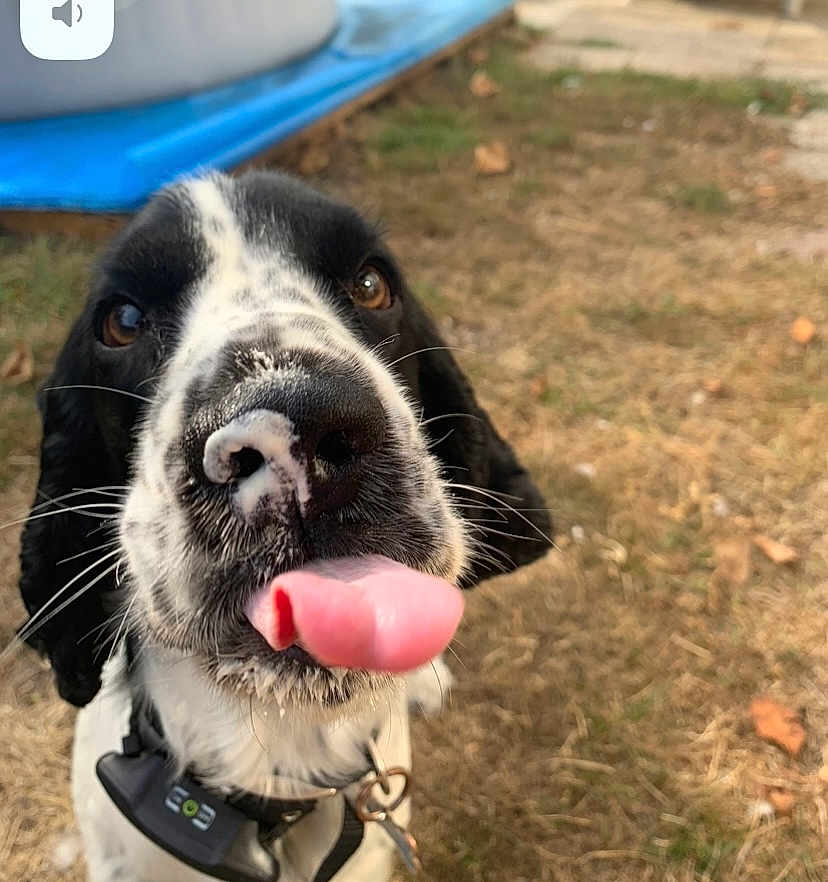 Scoub participe au concours pour gagner de l'argent avec cette photo : dog, tongue, close_up, black_and_white, outdoor, grass, pet, playful, animal, nose, collar, ears, cute, canine, fur, summer, expression, tongue_out, nature, domestic_animal