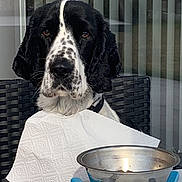 Scoub participe au concours pour gagner de l'argent avec cette photo : dog, black_and_white, paper_towel, bib, table, metal_bowl, fork, knife, chair, vertical_blinds, window, indoor, pet, waiting, hopeful, animal, fur, collar, food, meal_time