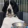 dog, black_and_white, paper_towel, bib, table, metal_bowl, fork, knife, chair, vertical_blinds, window, indoor, pet, waiting, hopeful, animal, fur, collar, food, meal_time