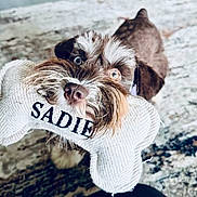 Sadie Mae is registered to the contest to win money with this photo: animal, bone_shaped_toy, brown_fur, canine, carpet, close_up, cute, dog, domestic, floor, happy, heterochromia, home, indoor, looking_up, person_leg, pet, playful, toy, white_fur