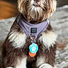 dog, puppy, pet, brown_fur, white_fur, harness, dog_tag, toy, bone_shaped_toy, indoor, carpet, cute, portrait, sitting, fluffy, beard, expressive_eyes, closeup, animal, domestic_animal