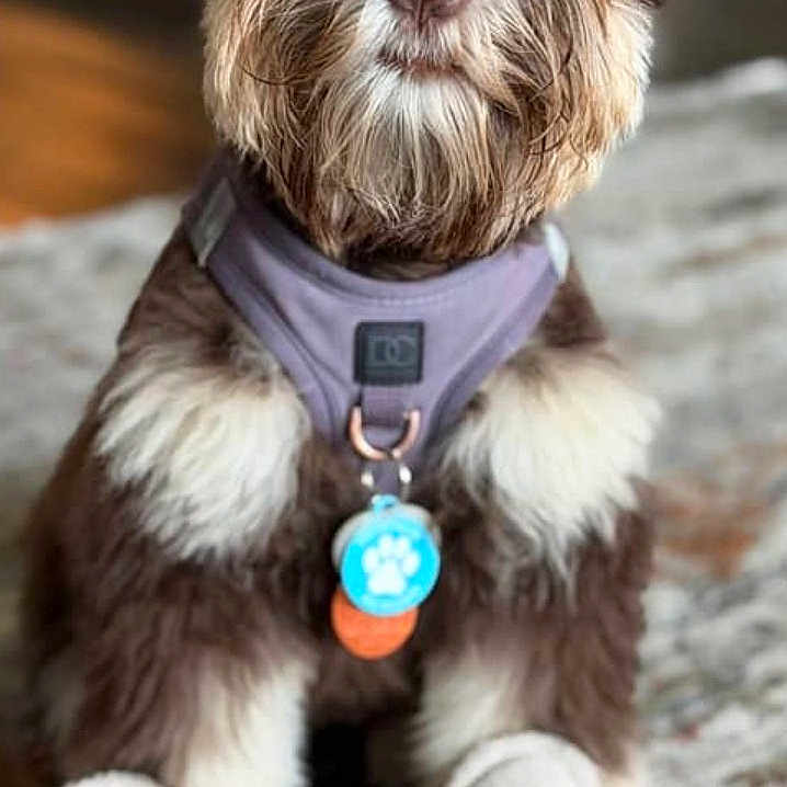 Sadie Mae is registered to the contest to win money with this photo: dog, puppy, pet, brown_fur, white_fur, harness, dog_tag, toy, bone_shaped_toy, indoor, carpet, cute, portrait, sitting, fluffy, beard, expressive_eyes, closeup, animal, domestic_animal