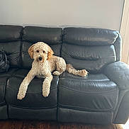 Ryder joined the competition — help win amazing prizes! dog, curly_fur, leather_couch, living_room, wooden_floor, pet, indoor, brown, black, fur, animal, canine, resting, seated, calm, cozy, home, portrait, furniture, domestic