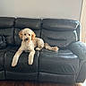 dog, curly_fur, leather_couch, living_room, wooden_floor, pet, indoor, brown, black, fur, animal, canine, resting, seated, calm, cozy, home, portrait, furniture, domestic