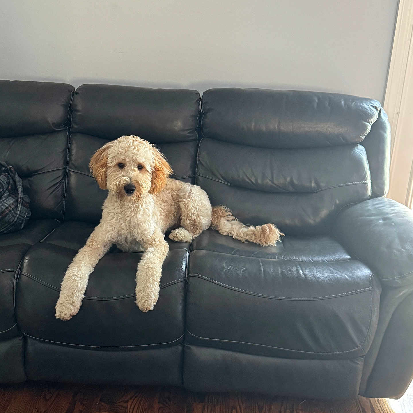 Ryder joined the competition — help win amazing prizes! dog, curly_fur, leather_couch, living_room, wooden_floor, pet, indoor, brown, black, fur, animal, canine, resting, seated, calm, cozy, home, portrait, furniture, domestic