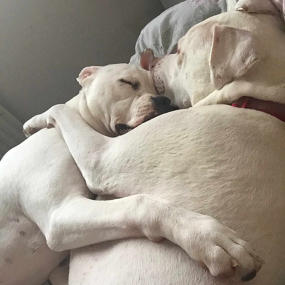 Sanza joined the competition — help win amazing prizes! art, bulldog, canidae, carnivore, comfort, companion_dog, dog, dog_breed, fawn, mammal, nap, paw, sculpture, sleep, snout, sporting_group, terrestrial_animal, whiskers, working_animal, wrinkle