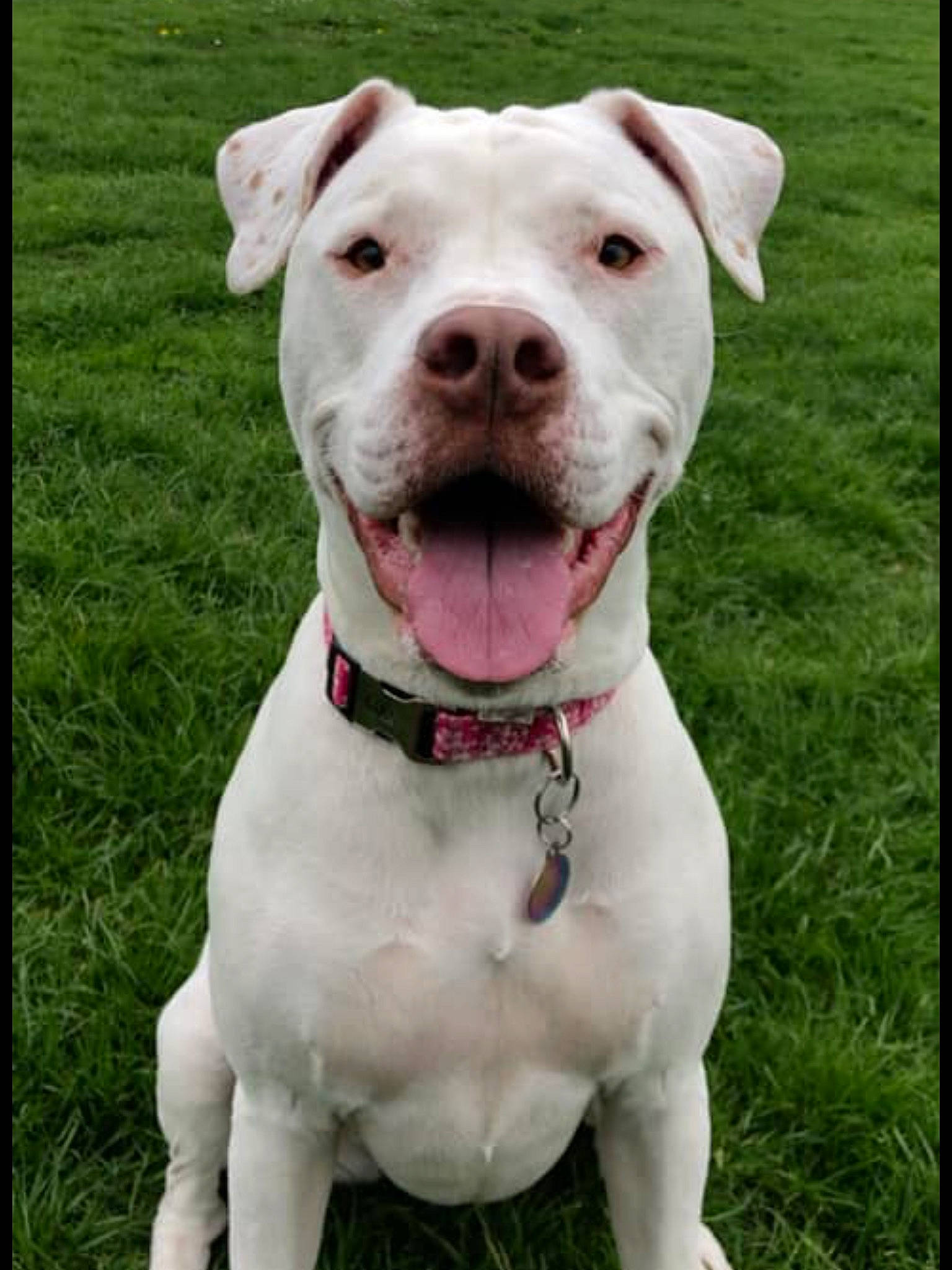 Khaleesi is registered to the contest to win money with this photo: canidae, carnivore, collar, companion_dog, dog, dog_breed, dog_collar, dogo_guatemalteco, fashion_accessory, fawn, grass, jaw, leash, non_sporting_group, pet_supply, snout, sporting_group, whiskers, working_animal, working_dog