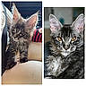 Cooper is registered to the contest to win money with this photo: cat, kitten, maine_coon, fluffy_fur, long_hair, gray_cat, black_cat, portrait, close_up, animal, pet, whiskers, large_ears, yellow_eyes, sitting, indoor, couch, striped_clothing, collage, photography