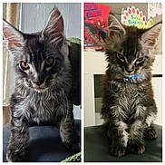 Cooper is registered to the contest to win money with this photo: cat, kitten, long_hair, fluffy, dark_fur, gray_fur, black_fur, maine_coon, animal, pet, portrait, close_up, sitting, blue_collar, green_eyes, amber_eyes, whiskers, pointed_ears, indoor, split_screen