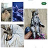 Cooper joined the competition — help win amazing prizes! cat, kitten, fluffy, curly_fur, gray_fur, long_hair, pet, animal, collage, portrait, lying_down, sitting, sleeping, relaxed, playful, indoors, sofa, bed, human_hand, blue_lighting