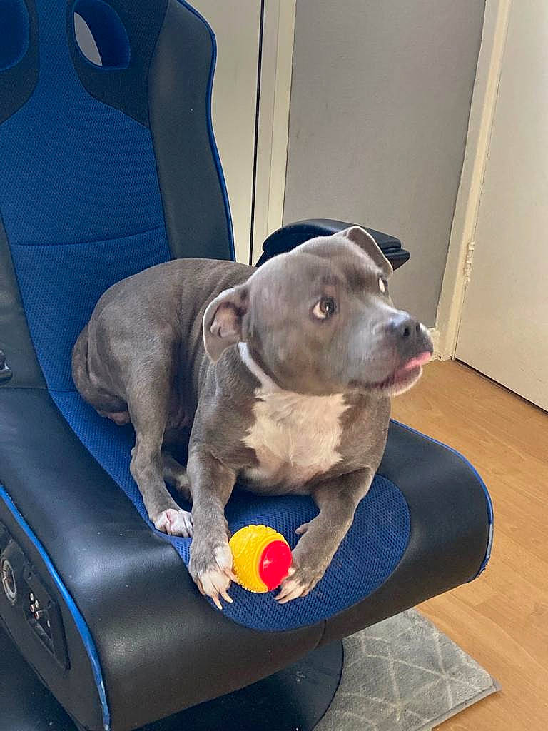 Bear joined the competition — help win amazing prizes! canidae, car_seat, carnivore, collar, comfort, companion_dog, dog, dog_breed, dog_supply, fawn, flooring, grey, motor_vehicle, pet_supply, snout, sporting_group, vehicle, vehicle_door, whiskers, working_animal