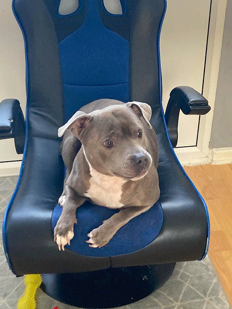 Bear is registered to the contest to win money with this photo: canidae, car_seat, carnivore, chair, collar, comfort, companion_dog, dog, dog_breed, dog_collar, dog_supply, electric_blue, fawn, flooring, non_sporting_group, pet_supply, sitting, snout, sporting_group, working_animal