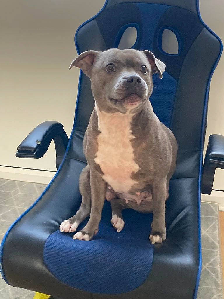 Bear is registered to the contest to win money with this photo: blue, bulldog, canidae, carnivore, chair, collar, comfort, companion_dog, dog, dog_breed, dog_collar, electric_blue, fawn, molosser, pet_supply, snout, sporting_group, toy_dog, whiskers, working_animal