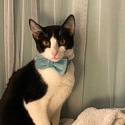 Goose joined the competition — help win amazing prizes! cat, black_and_white, bow_tie, pet, indoor, curtain, blanket, feline, animal, cute, portrait, sitting, domestic, cozy, soft_lighting, whiskers, ears, eyes, fur, pink_nose
