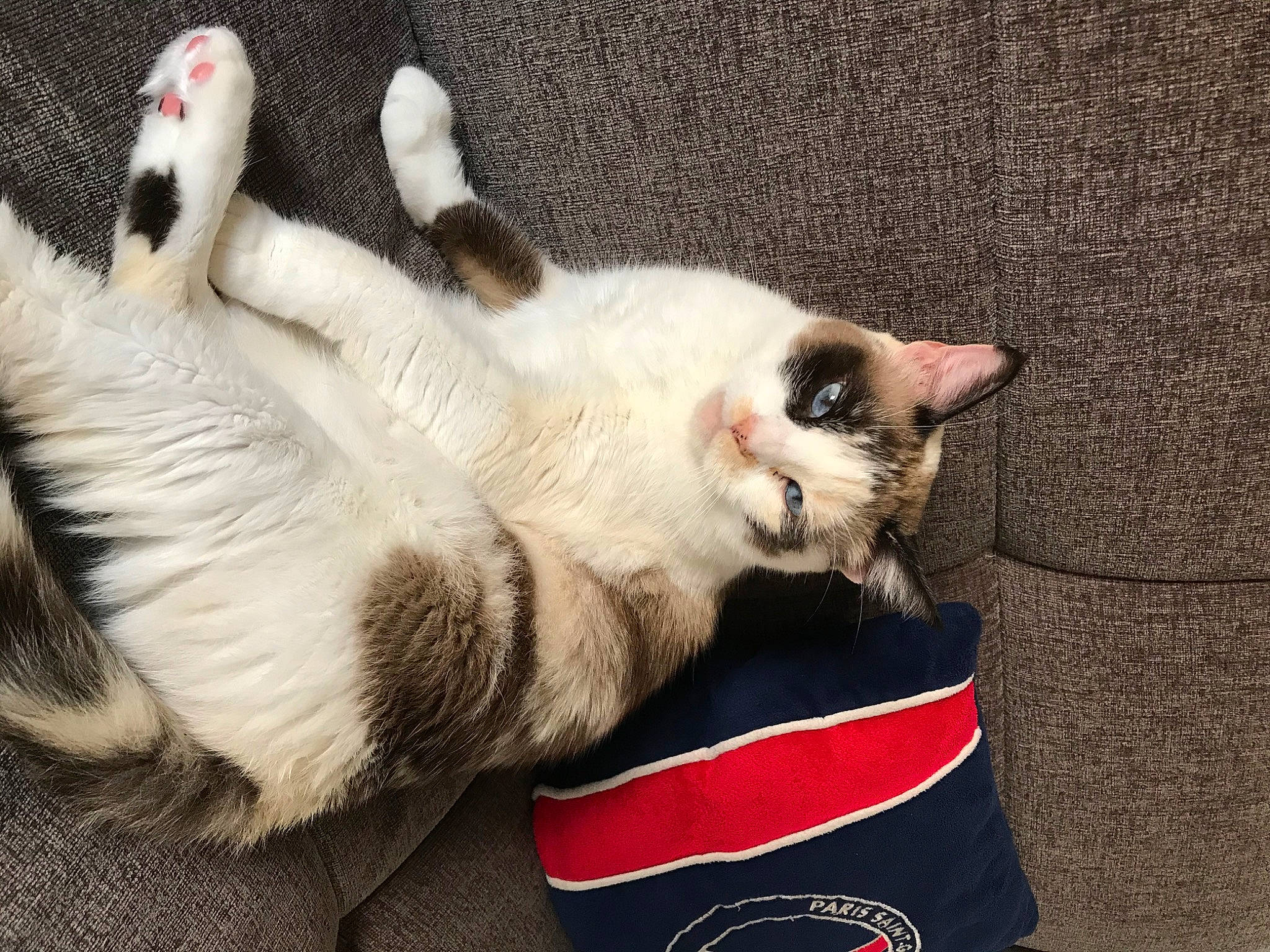 Angel a rejoint le concours — aidez-le/la à gagner de superbes lots ! asian, birman, carnivore, cat, claw, ear, felidae, fur, kitten, paw, photo_caption, ragdoll, small_to_medium_sized_cats, tail, whiskers