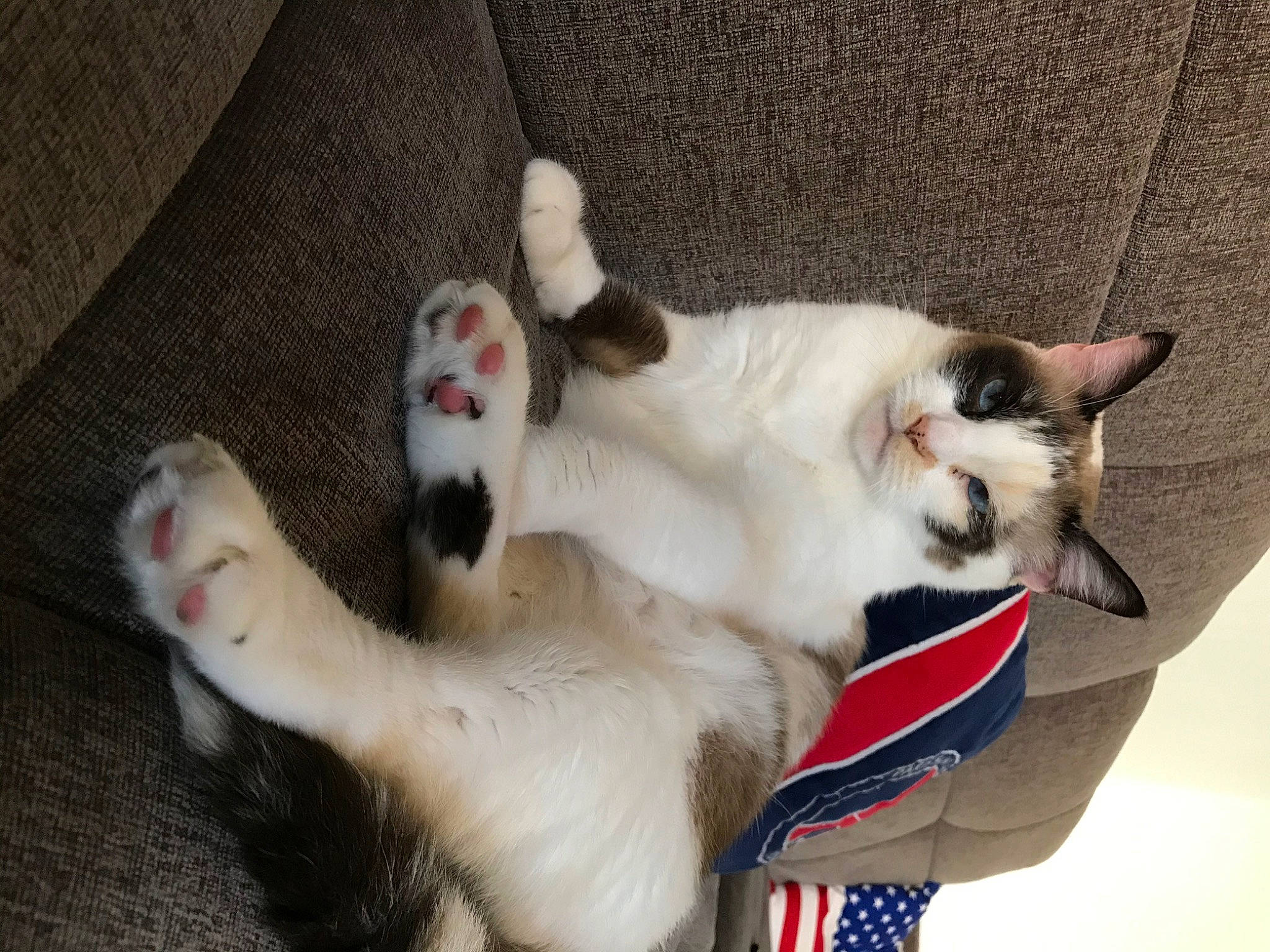 Angel participe au concours pour gagner de l'argent avec cette photo : balinese, birman, carnivore, cat, claw, fawn, felidae, japanese_bobtail, javanese, kitten, mammal, paw, small_to_medium_sized_cats, tail, thai, whiskers