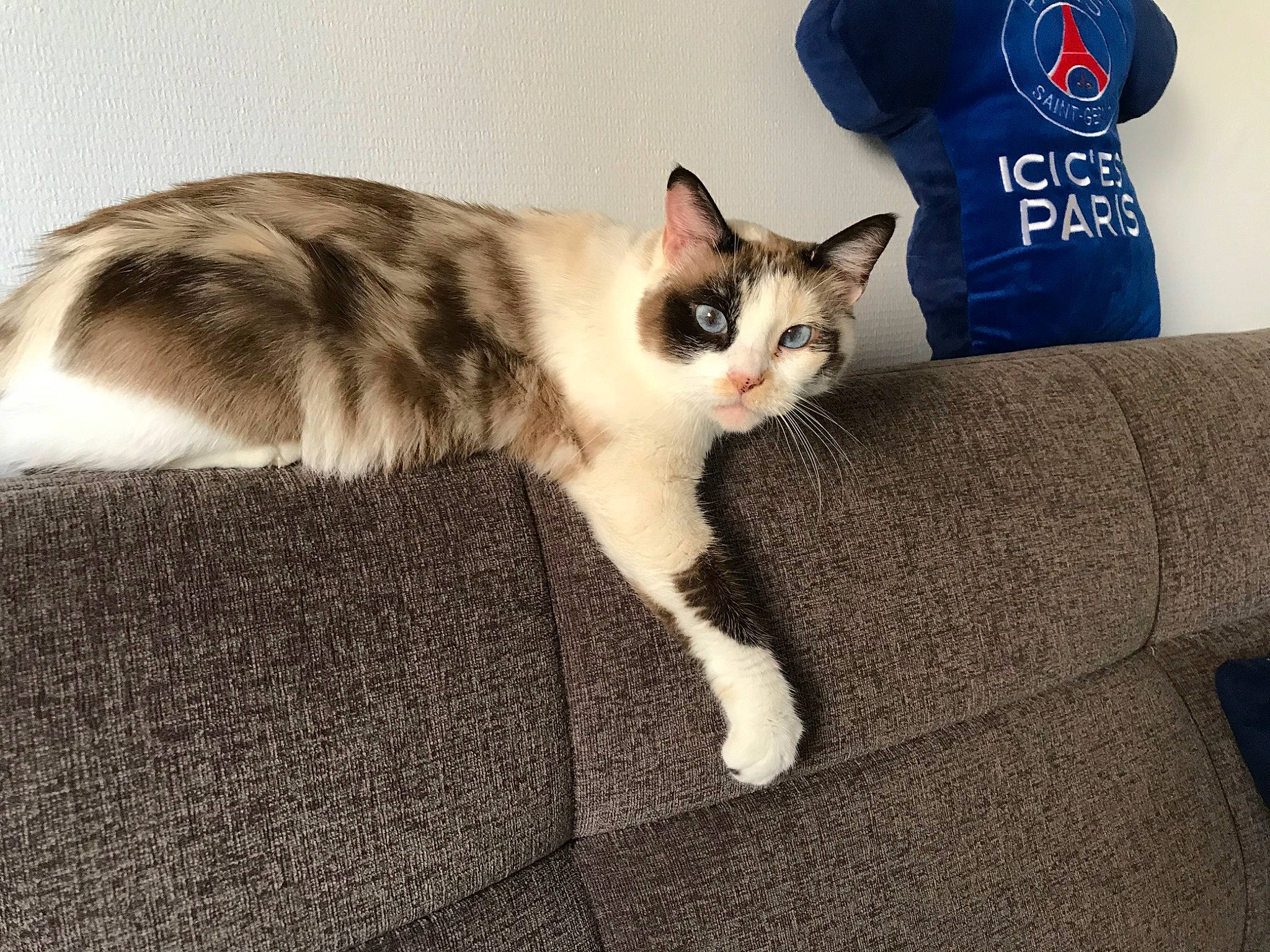 Angel a rejoint le concours — aidez-le/la à gagner de superbes lots ! aegean_cat, american_wirehair, asian, carnivore, cat, domestic_short_haired_cat, ear, european_shorthair, eye, felidae, fur, kitten, leg, mammal, paw, polydactyl_cat, shoe, small_to_medium_sized_cats, tail, whiskers